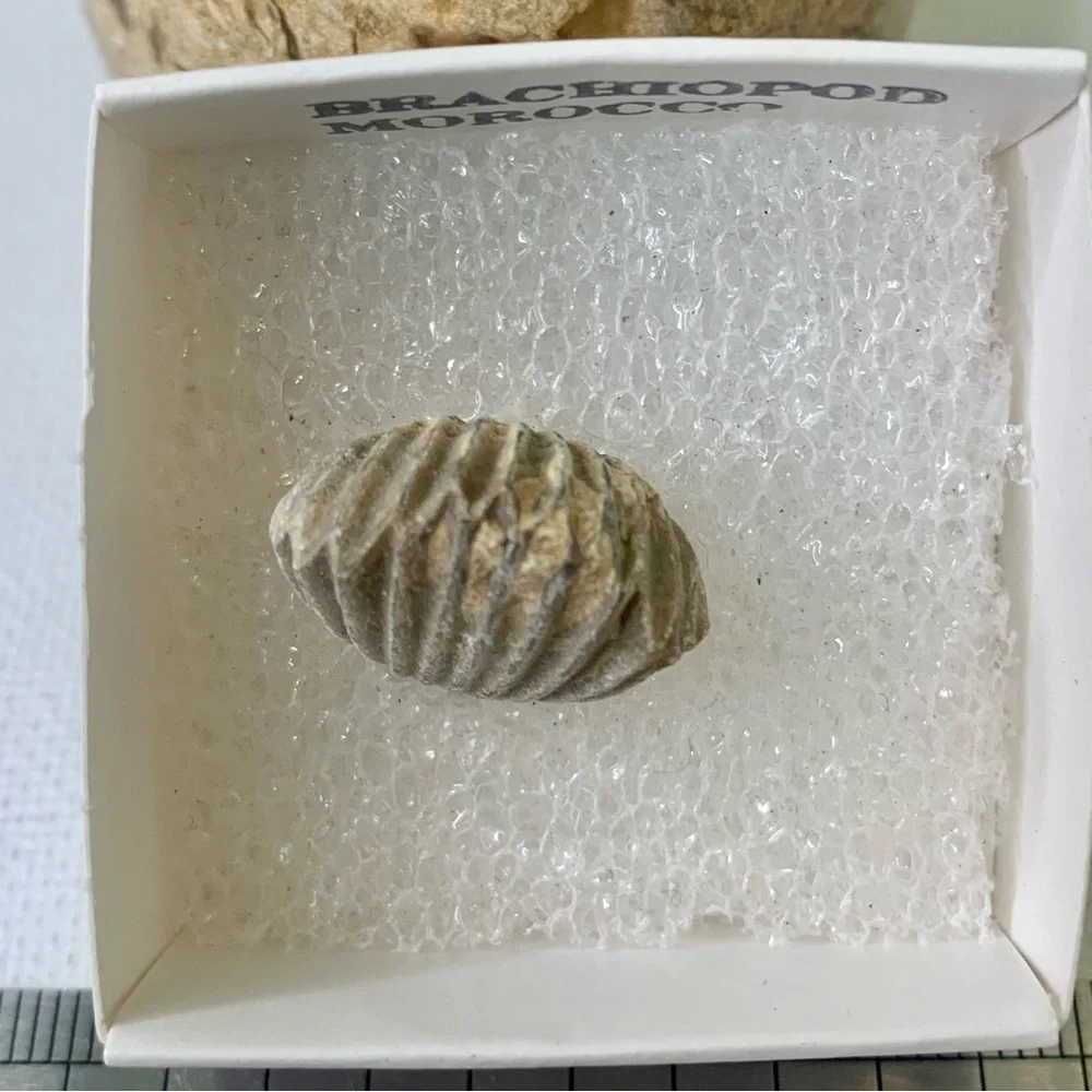 Brachiopod Fossil Rhynchoellida Boujdour Western Sahara Morocco Cretaceous Boxed